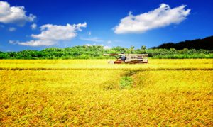 farmland