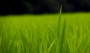 weed